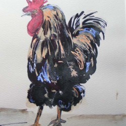 Cockerel. Ink and wash. Private collection.